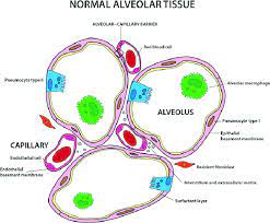 Structural Scheme Of An Alveolus In The
