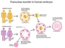 Designer babies  Not yet      Rebecca   An Anxious Scientist Coaliz  o pela Reforma Pol  tica Democr  tica e Elei    es Limpas