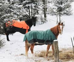 When To Blanket A Horse Pro Equine Grooms