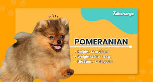 small dog breeds in india best home