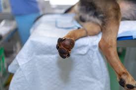 a tumor on a dog s paw is it cancer or