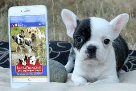 Watch our video on french bulldog puppies. Royal Frenchel Bulldogs Authentic Puppies For Sale See Availability