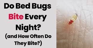 Do Bed Bugs Bite Every Night And How