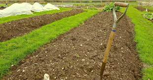 How To Improve Your Soil Health Thrive