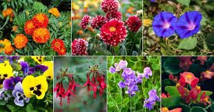 31 Most Popular Flowers And Shrubs