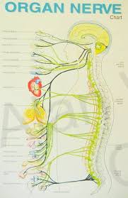 Organ Nerve