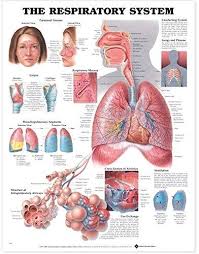 The Respiratory System By Anatomical Chart Company