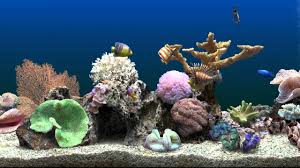 marine aquarium virtual fishtank you