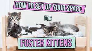 Best friends' kitten foster care manual has information on preparing for, bringing home and caring for a foster kitten to prepare him or her for a forever home. These Tiny Adorable Kittens Really Need Foster Parents Hint Hint Gothamist