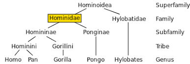 File Hominidae Chart Svg Wikimedia Commons