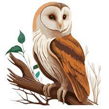 Barn Owl Png Vector Psd And Clipart