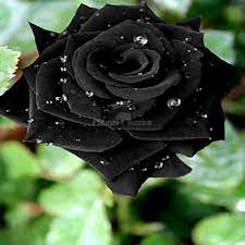 black rose grafted plant