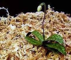 nonghoc.com - Trồng lan với rêu (Sphagnum moss)