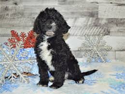 Buy and sell on gumtree australia today! Springerdoodle Dog Female Black 2925860 Petland Dunwoody Puppies For Sale