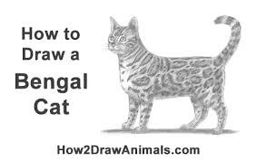 Bastet is one of the coolest egyptian goddesses, particularly if you love egyptian mythology. How To Draw A Cat Bengal