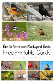 backyard birds printable photo cards