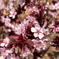 Order online for fast doorstep delivery. 17 Great Flowering Trees For Residential Landscaping