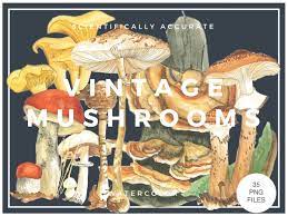 Vintage Mushrooms Set of 35 Graphic by lunarctic · Creative Fabrica