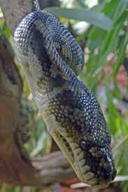 photo safari carpet python