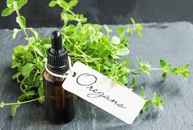 Image result for See What Just 3 Drops of Oregano Oil Can Do to Your Body