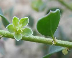 Andrachne telephioides (Andrachne) : MaltaWildPlants.com - the ...