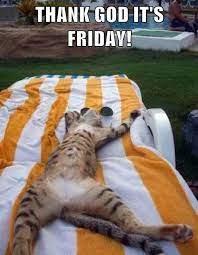 Check spelling or type a new query. Its Friday Meme Cat