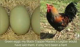Is there a black chicken that lays black eggs?