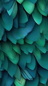 blue and green macaw wallpaper iphone