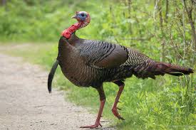 The list is up to date and contains 520 species, 245 genera, 78 families and 26 orders. The Wild Turkey One Well Traveled Bird Birdnote