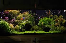 Have You Ever Seen A Nice Looking 55 Gallon Page 5 The