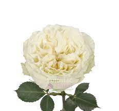 Garden Rose White Mayra White