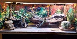best bearded dragon décor and furniture