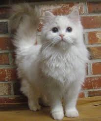 Download white cat stock photos. So Excited We Get Our Ragdoll Kitten Very Soon Fluffy Cat Breeds Pretty Cats Cats