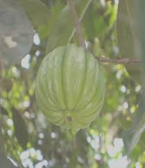 The fruit is yellow in color, oval in shape, resembling small pumpkins. What Plant Does Garcinia Cambogia Come From With Echeck
