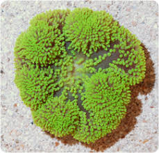 carpet anemone green stictyla