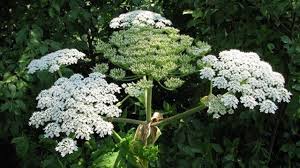 Toxic Giant Hogweed Poses Threat To Humans And Flora In Peel