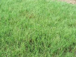 Rumput grinting cocok untuk ditanam di lapangan olahraga (golf dan sepak bola) serta sebagai penutup tanah di halaman rumah. 2