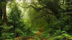 green forest wallpapers backiee