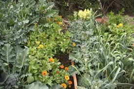 Broccoli Companion Plants What Should You Plant Next To
