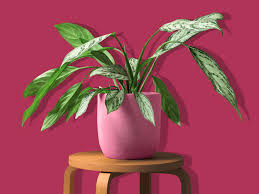 21 Types Of Indoor Plants Large And Small