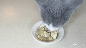 homemade cat food recipe you