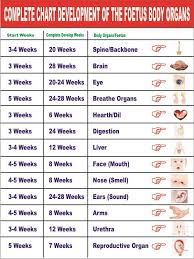 20 Weeks Pregnant Weight Gain Chart Luxury Baby Weight Chart