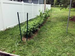 Planting And Trellising Raspberries For