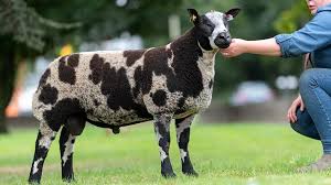 Dutch Spotted Sheep Record Smashed At