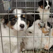 Learn why you should always think of adoption first for your new pet rather than buying from a breeder or a shop. Pet Adoption Rosedale Mills Pennington Nj