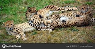 cheetah felino gran tamaño que habita