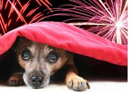 Image result for Fireworks, dog holding ears picture