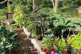 Fill Raised Beds For Gardening Success