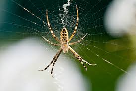 why nonvenomous house spiders are more