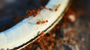 These contain elements with a low toxicity level and thus will not affect human beings and pets. Ants In Electrical Appliances How To Get Rid Of Ants In Electrical Appliances
